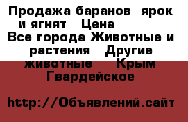 Продажа баранов, ярок и ягнят › Цена ­ 3 500 - Все города Животные и растения » Другие животные   . Крым,Гвардейское